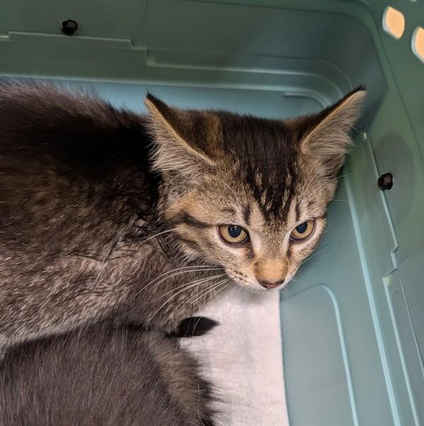 Enlarge Pika, a Adoptable mixed breed in Sechelt, BC image 1/1
