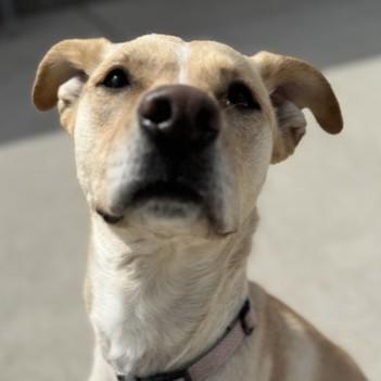 Bridget, ADOPTABLE, Young Female Labrador Retriever.