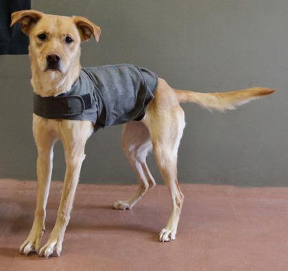 Bridget, a ADOPTABLE mixed breed in Rapid City, SD image 2/4