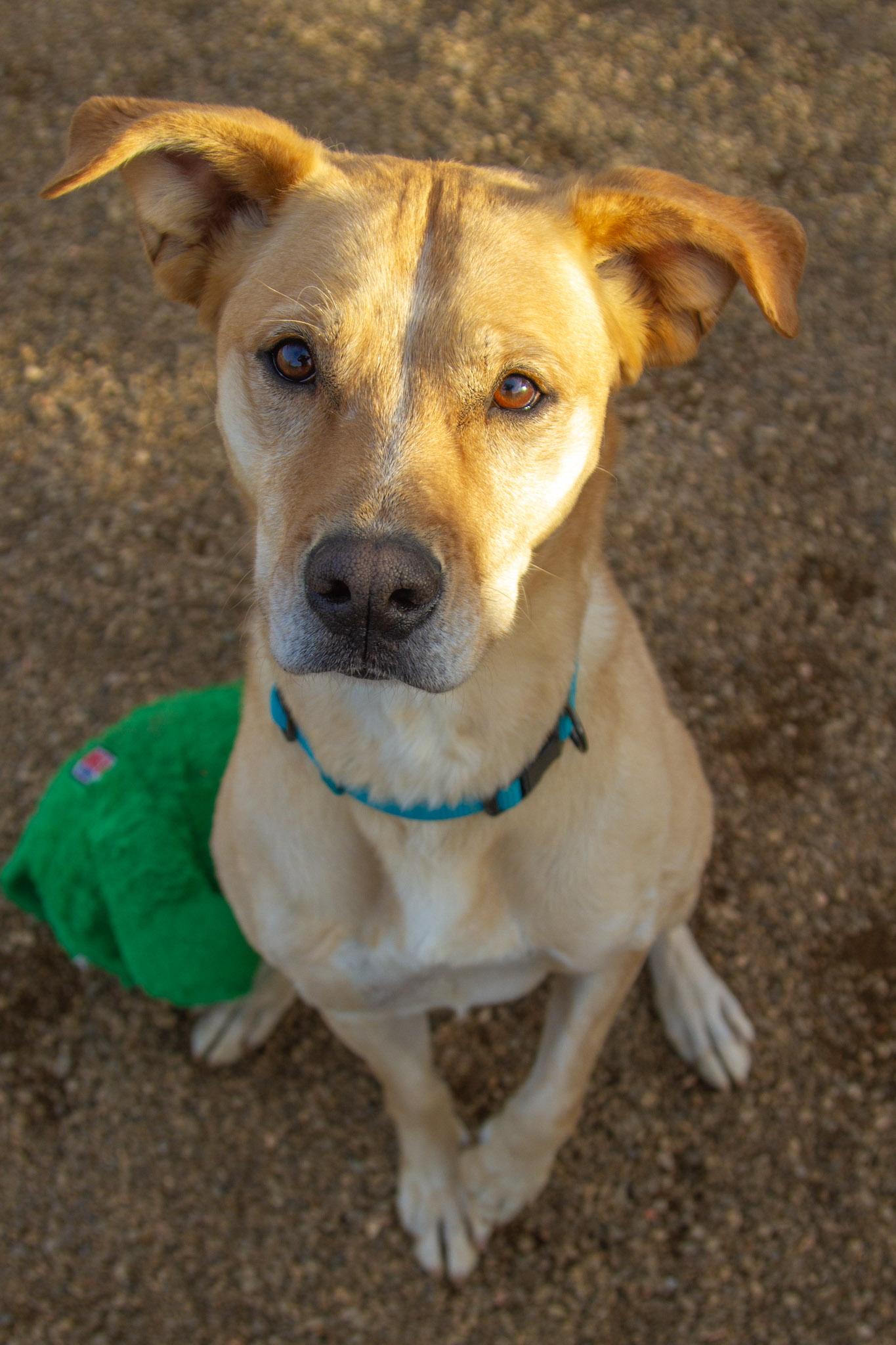 Enlarge Bridget, a ADOPTABLE mixed breed in Rapid City, SD image 3/5