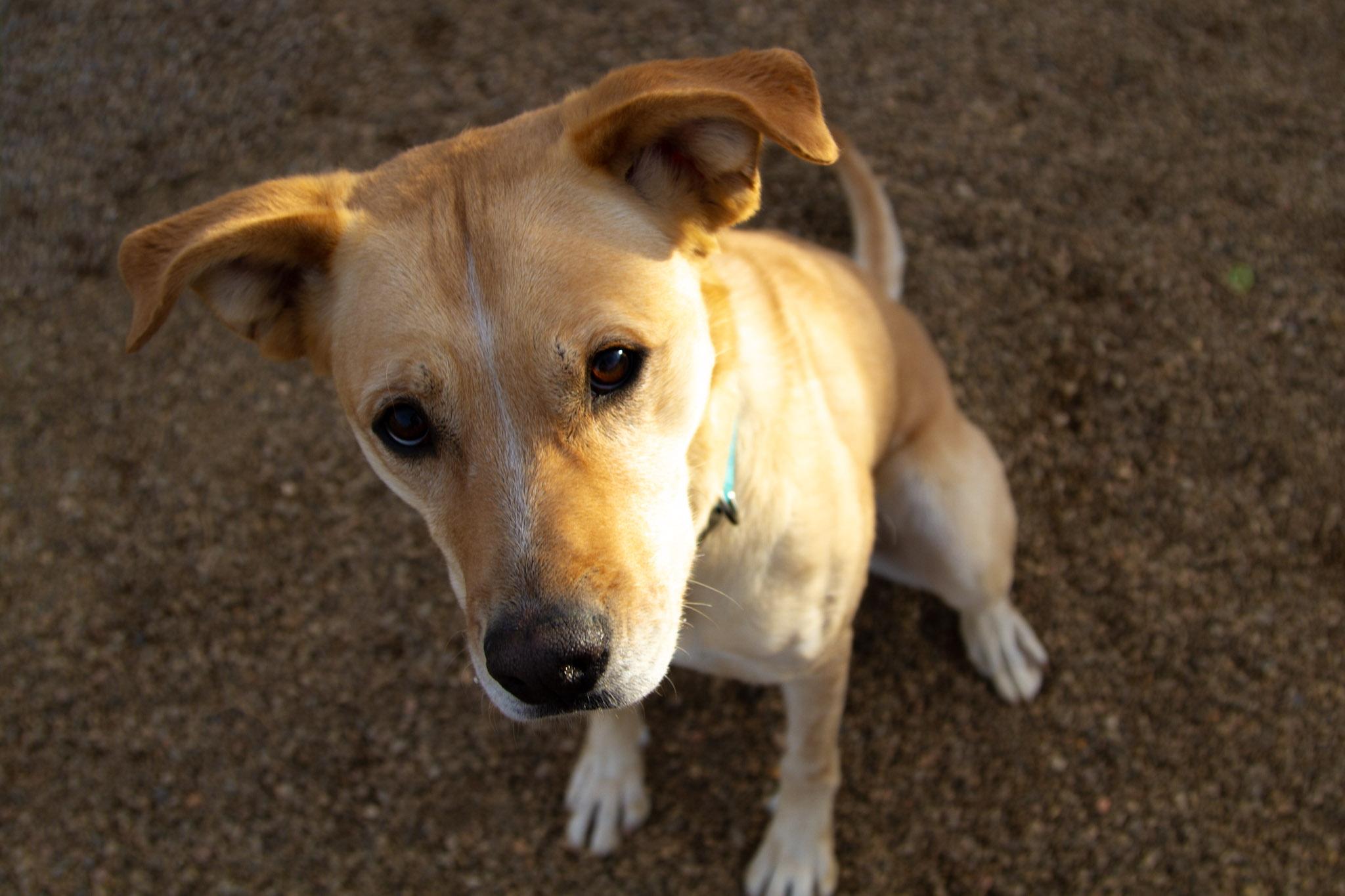 Enlarge Bridget, a ADOPTABLE mixed breed in Rapid City, SD image 4/5