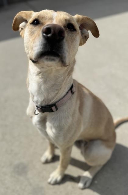 Bridget, a ADOPTABLE mixed breed in Rapid City, SD image 3/4