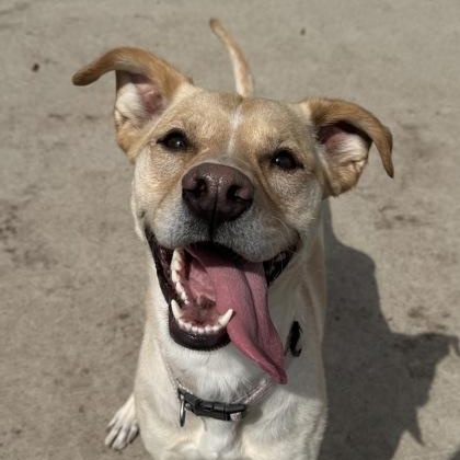 Enlarge Bridget, a ADOPTABLE mixed breed in Rapid City, SD image 1/5