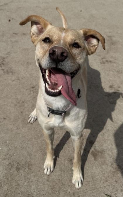 Bridget, a ADOPTABLE mixed breed in Rapid City, SD image 4/4