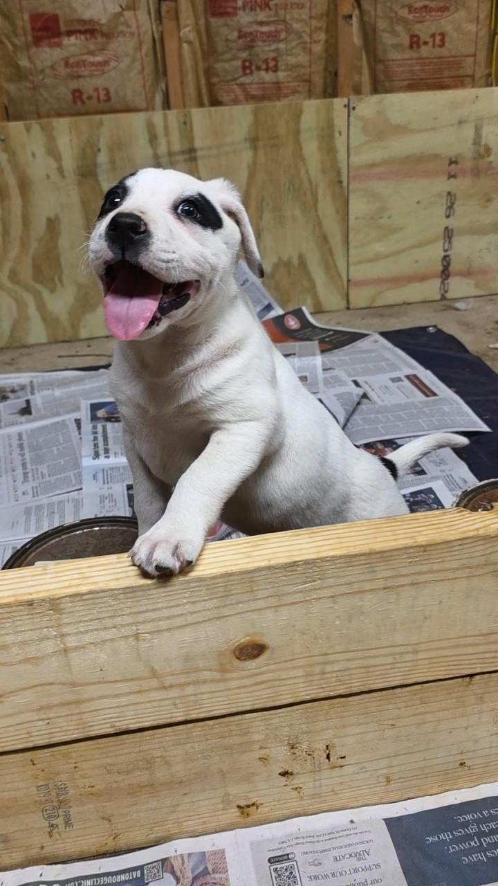 Enlarge Polar, a ADOPTABLE mixed breed in Baker, LA image 4/4