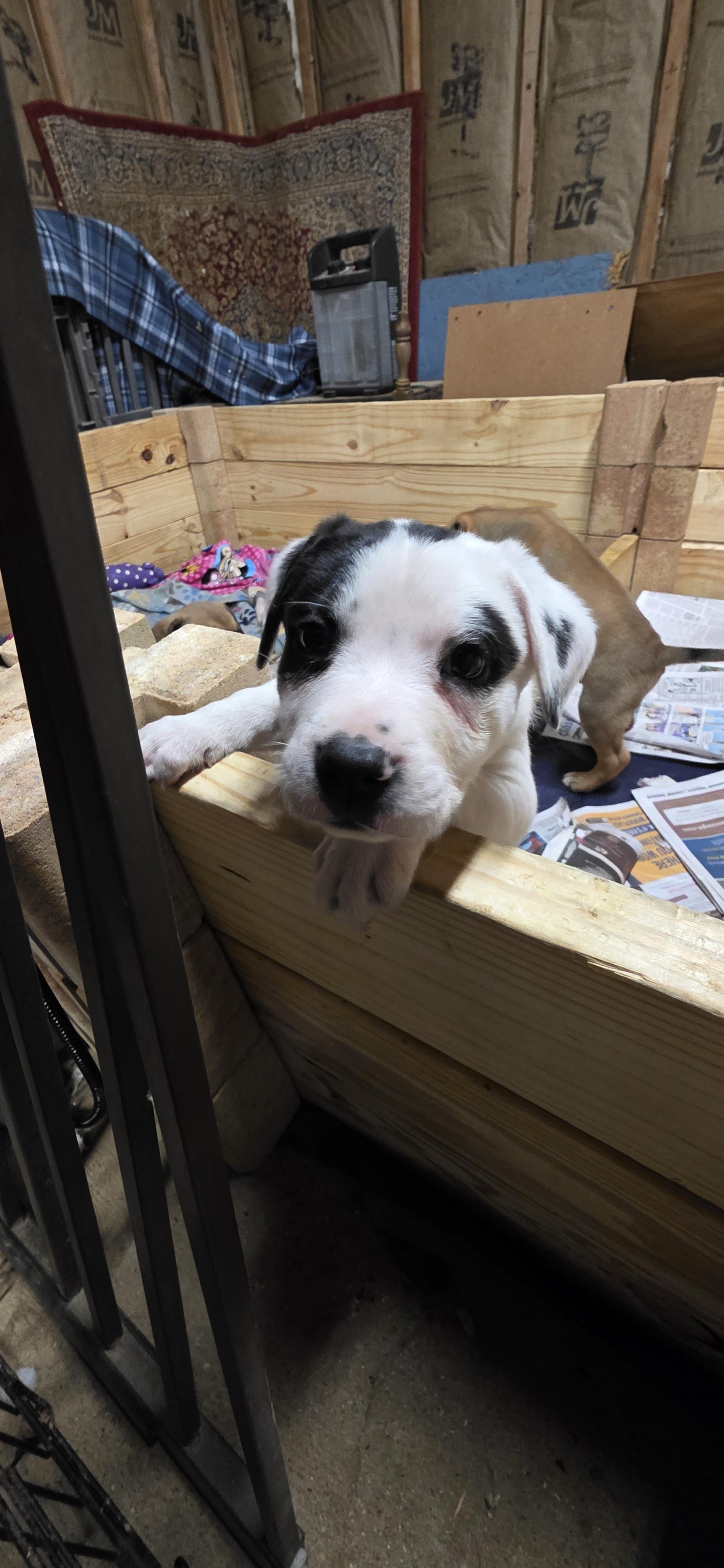 Enlarge Polar, a ADOPTABLE mixed breed in Baker, LA image 3/4