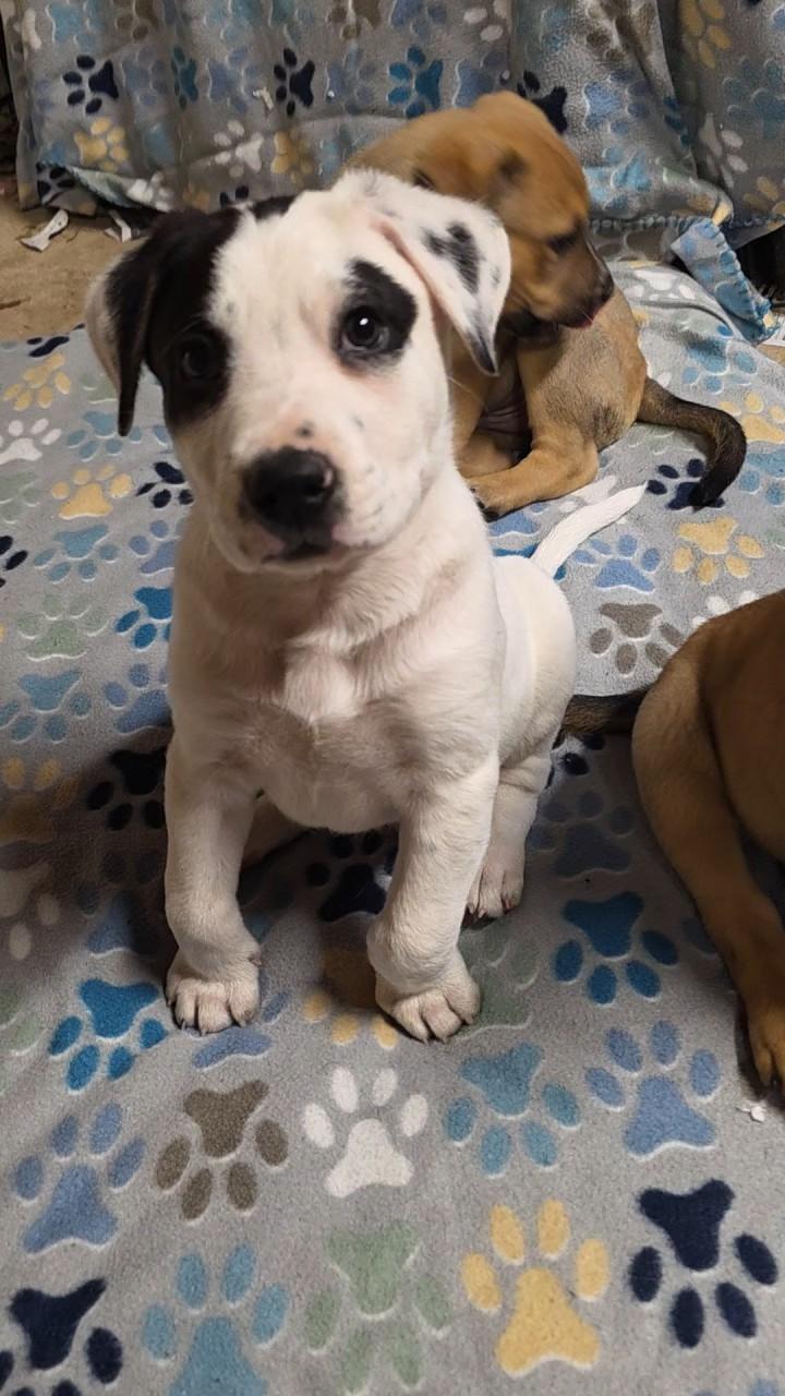 Polar, ADOPTABLE, Puppy Male German Shepherd Dog.