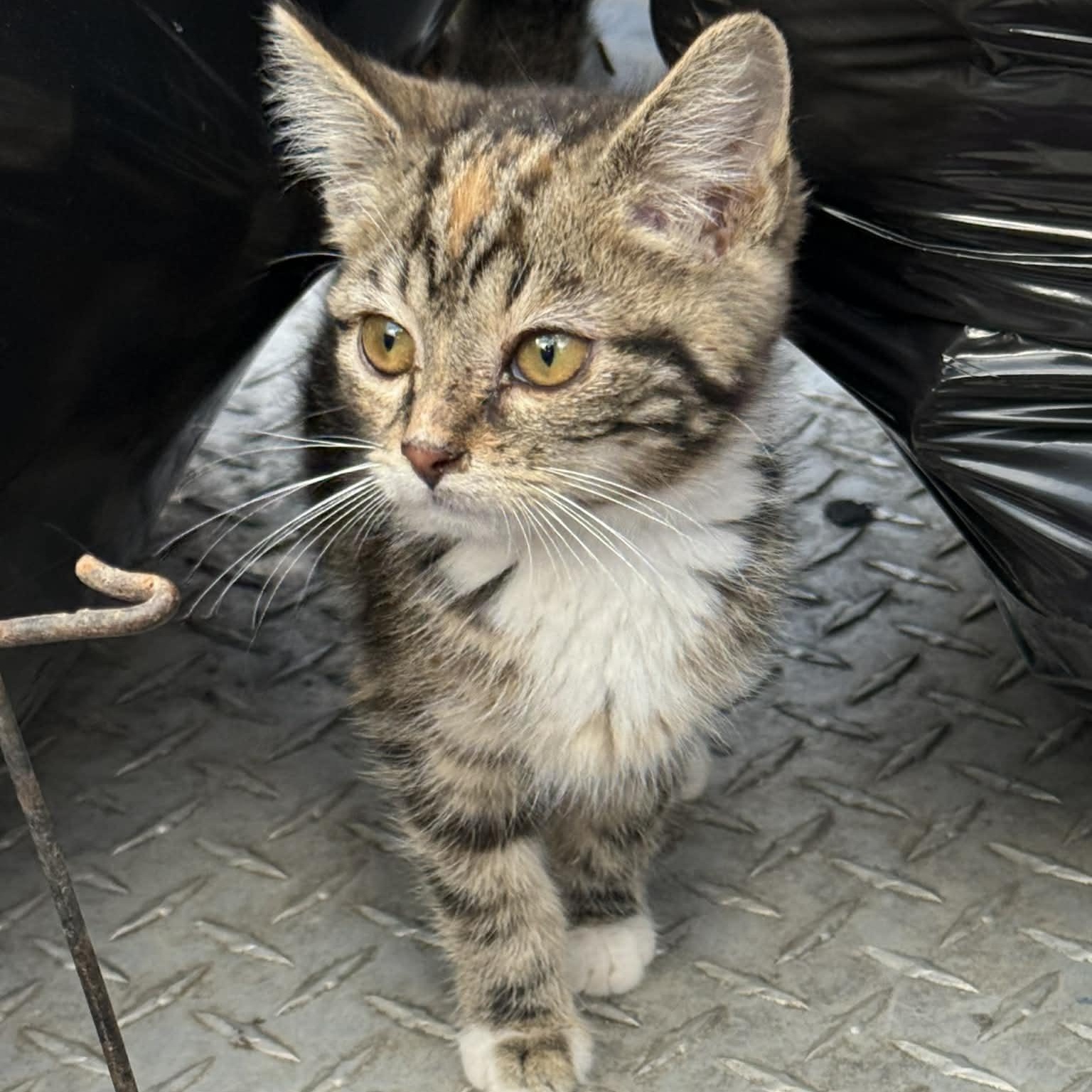 Caramel, ADOPTABLE, Kitten Female Torbie.