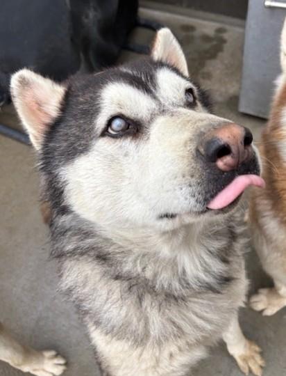 Junior, a ADOPTABLE Alaskan Malamute in Pasco, WA image 2/6