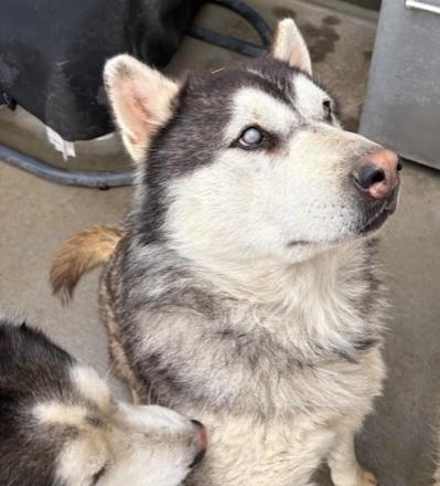 Junior, a ADOPTABLE Alaskan Malamute in Pasco, WA image 4/6