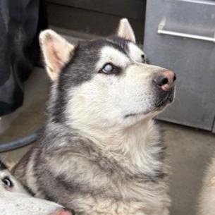 Junior, ADOPTABLE, Adult Male Alaskan Malamute.
