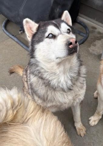 Junior, a ADOPTABLE Alaskan Malamute in Pasco, WA image 5/6