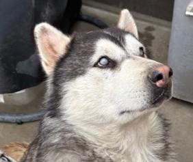 Junior, a ADOPTABLE Alaskan Malamute in Pasco, WA image 6/6