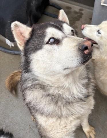 Junior, a ADOPTABLE Alaskan Malamute in Pasco, WA image 3/6