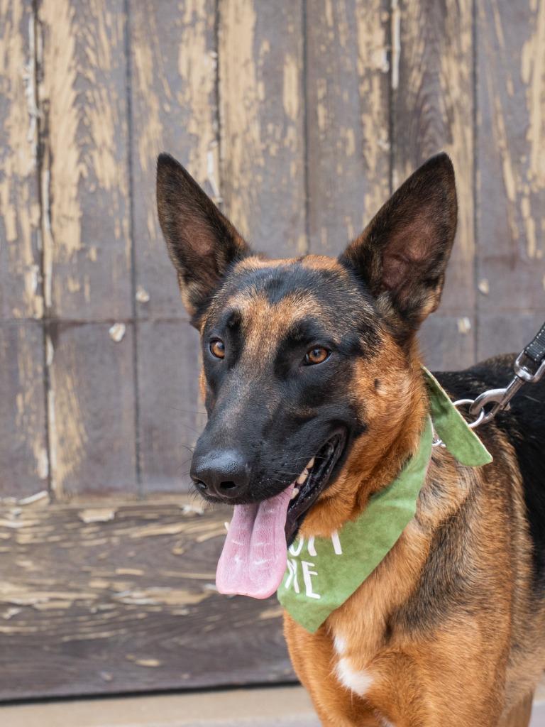 Xander - Adopt Me!, a Adoptable mixed breed in Lake Forest, CA image 1/6