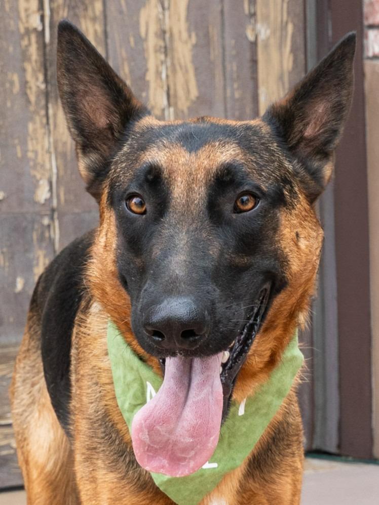 Xander - Adopt Me!, Adoptable, Adult Male German Shepherd Dog.