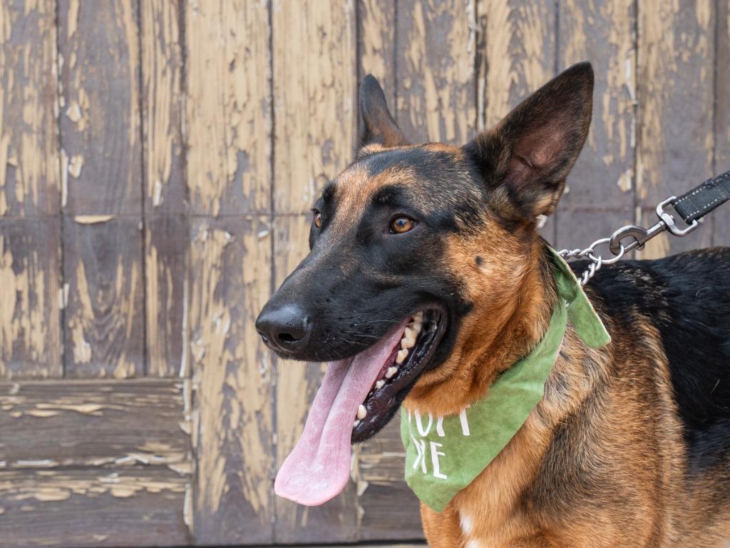 Xander - Adopt Me!, Adoptable, Young Male German Shepherd Dog.