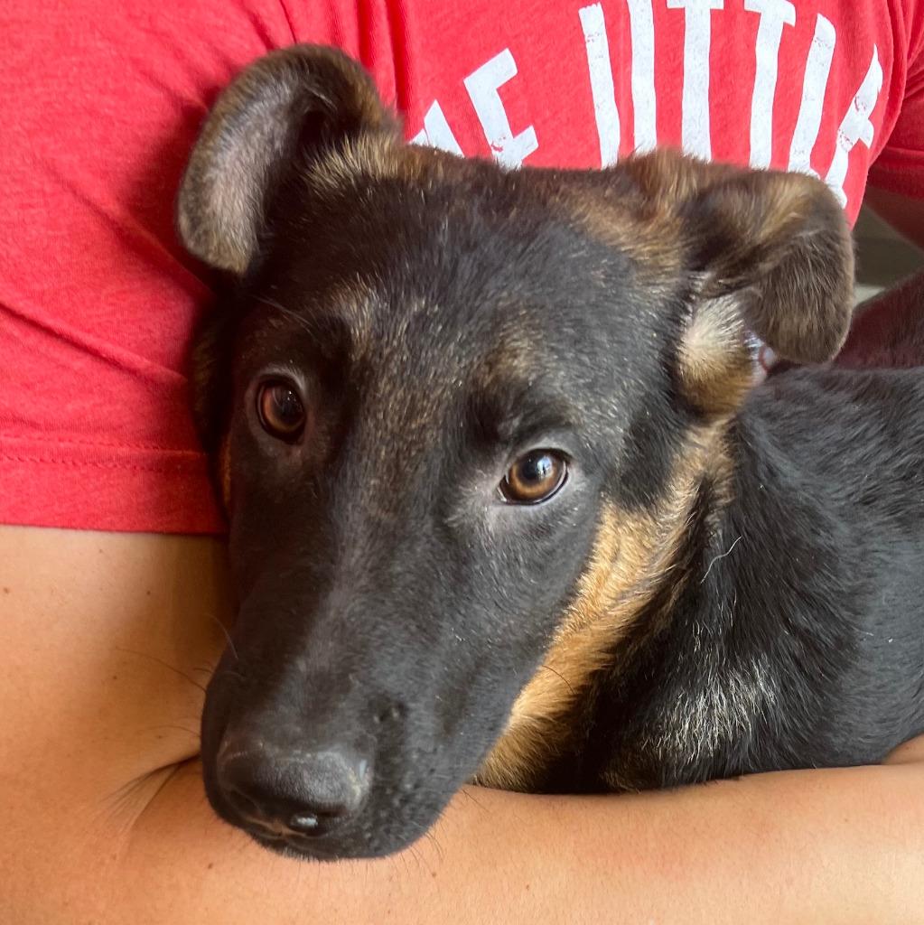 Xander - Adopt Me!, a Adoptable mixed breed in Lake Forest, CA image 2/6