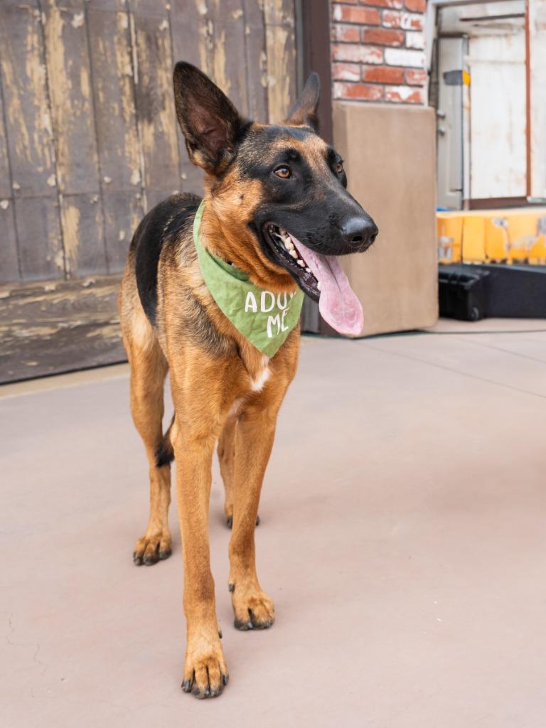 Xander - Adopt Me!, a Adoptable mixed breed in Lake Forest, CA image 3/6