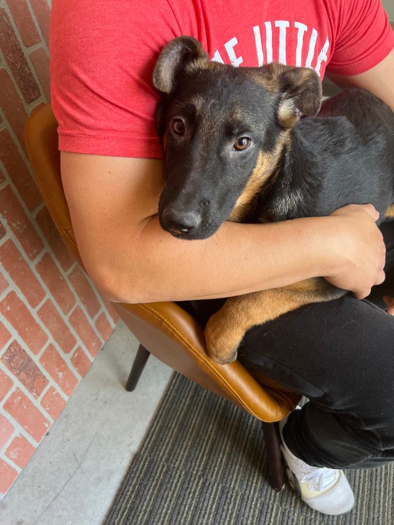 Xander - Adopt Me!, a Adoptable mixed breed in Lake Forest, CA image 6/6