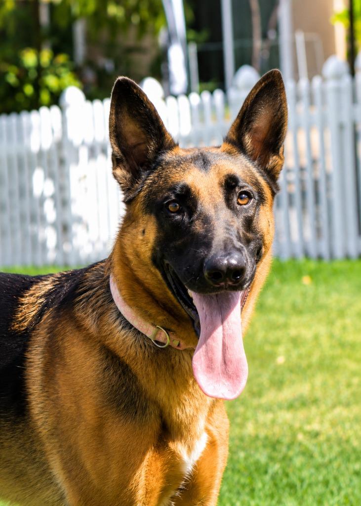 Xander - Adopt Me!, a Adoptable mixed breed in Lake Forest, CA image 5/6