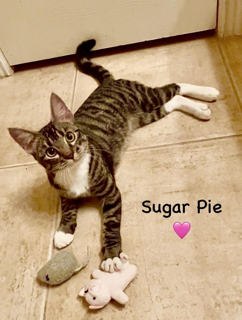 Sugar Pie - Courtesy Post, Adoptable, Kitten Female Tabby & Tuxedo.