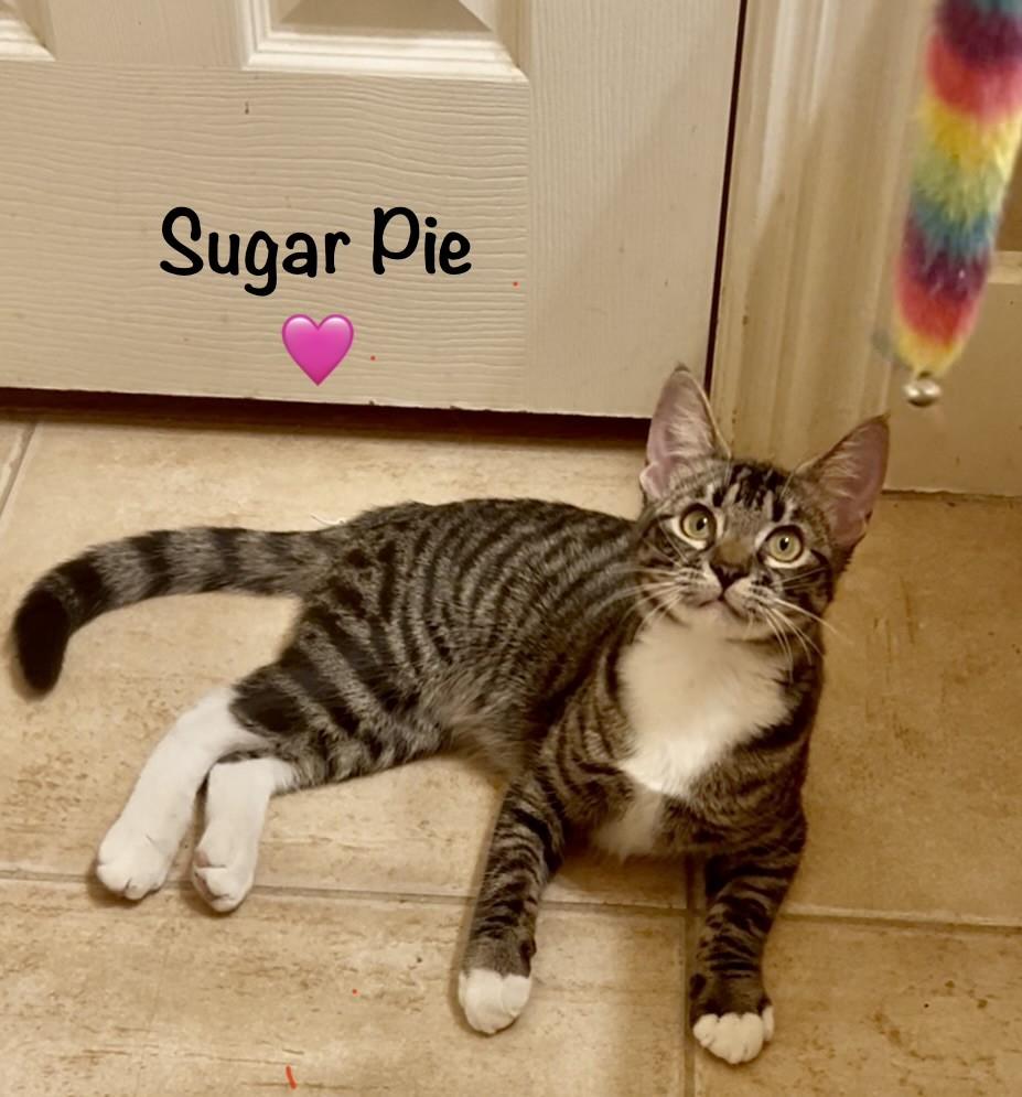 Enlarge Sugar Pie - Courtesy Post, a Adoptable mixed breed in Fort Worth, TX image 2/3