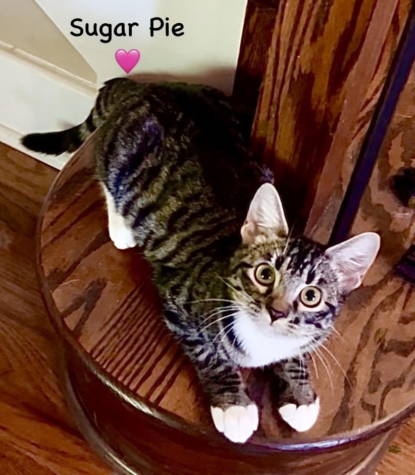 Enlarge Sugar Pie - Courtesy Post, a Adoptable mixed breed in Fort Worth, TX image 3/3