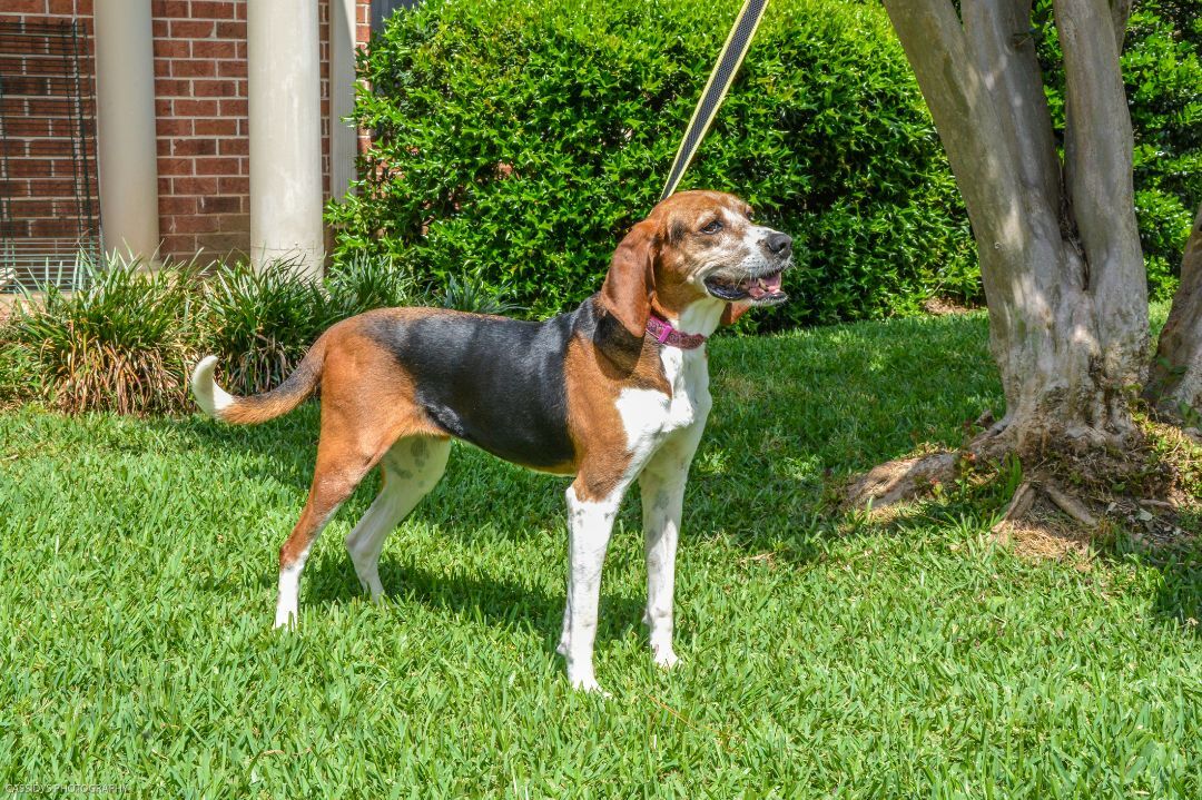 Jolene, a Adoptable Coonhound in Irmo, SC image 1/11