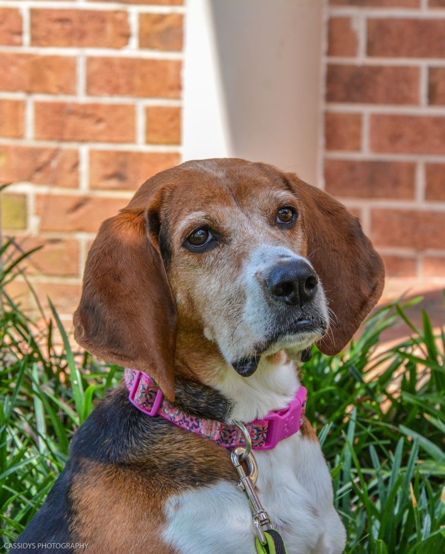 Jolene, a Adoptable Coonhound in Irmo, SC image 2/11
