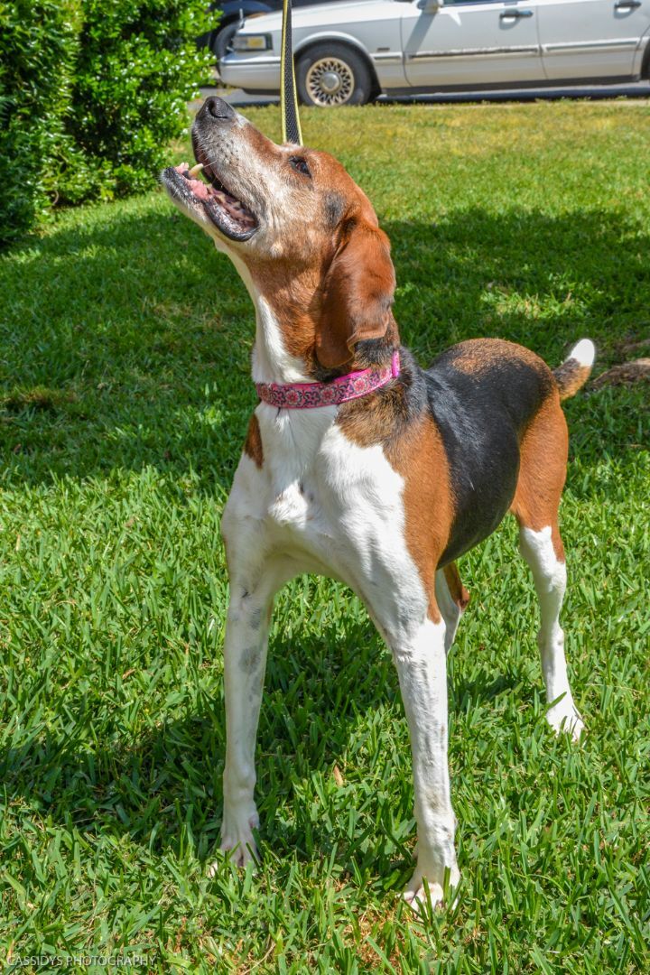 Jolene, a Adoptable Coonhound in Irmo, SC image 3/11