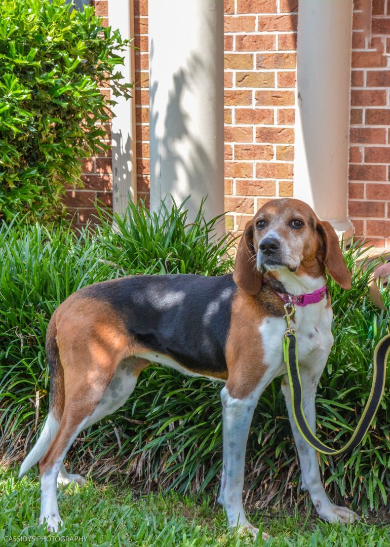 Jolene, Adoptable, Adult Female Coonhound.