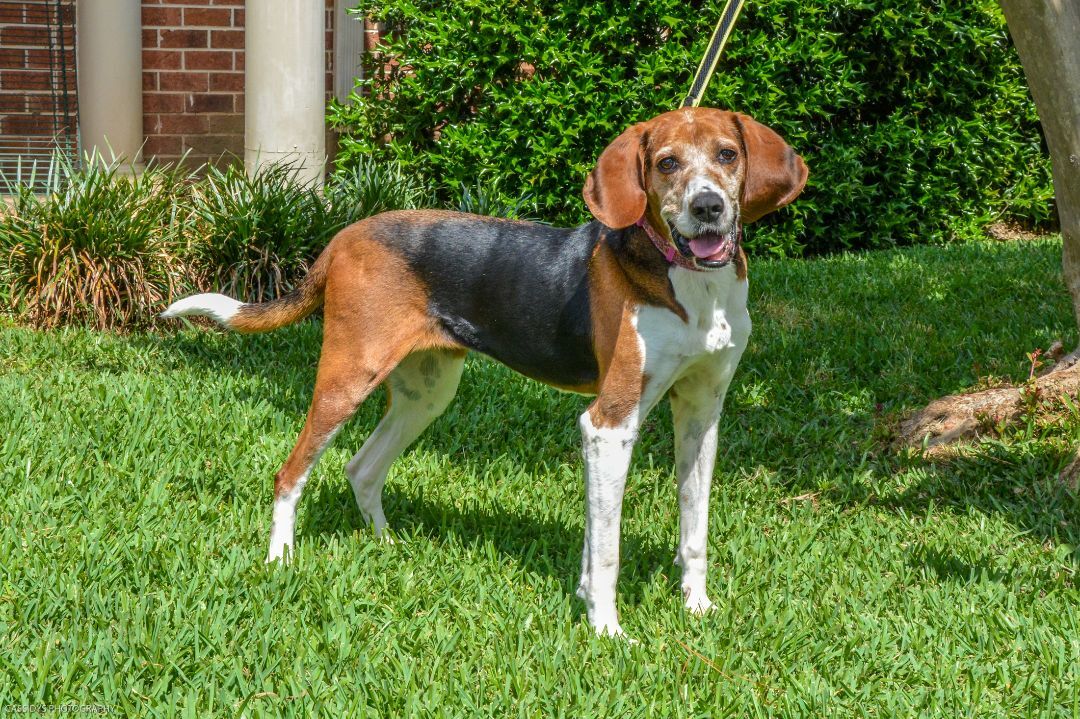 Jolene, a Adoptable Coonhound in Irmo, SC image 5/11