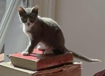 Heidi, ADOPTABLE, Kitten Female Domestic Short Hair.
