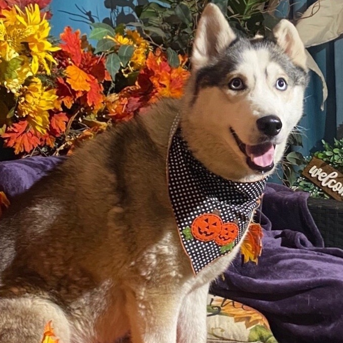 HALLIFREY, Young Female Husky