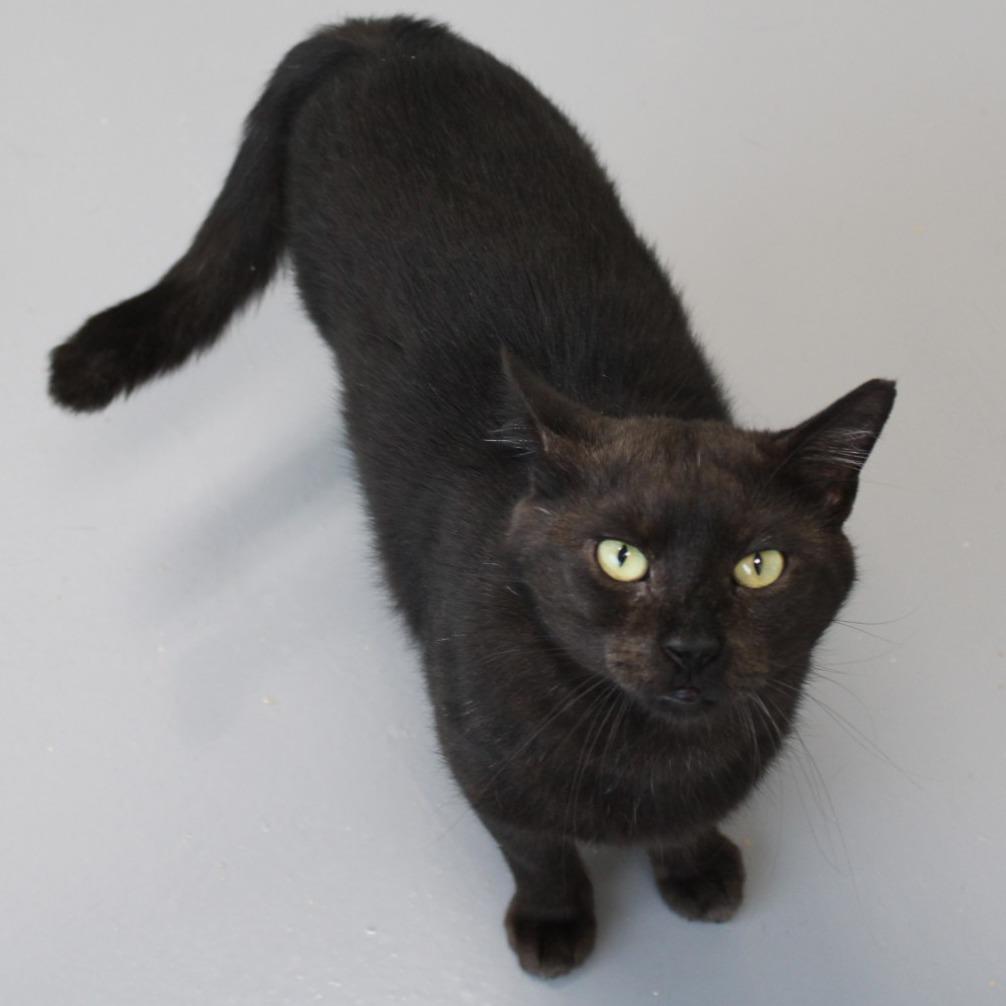 Bumble, Adoptable, Adult Male Domestic Short Hair.