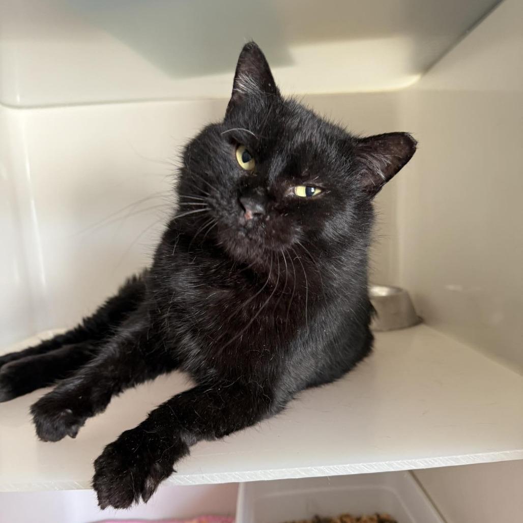 Enlarge Bumble, a Adoptable Domestic Short Hair in Rocky Mount, VA image 2/4