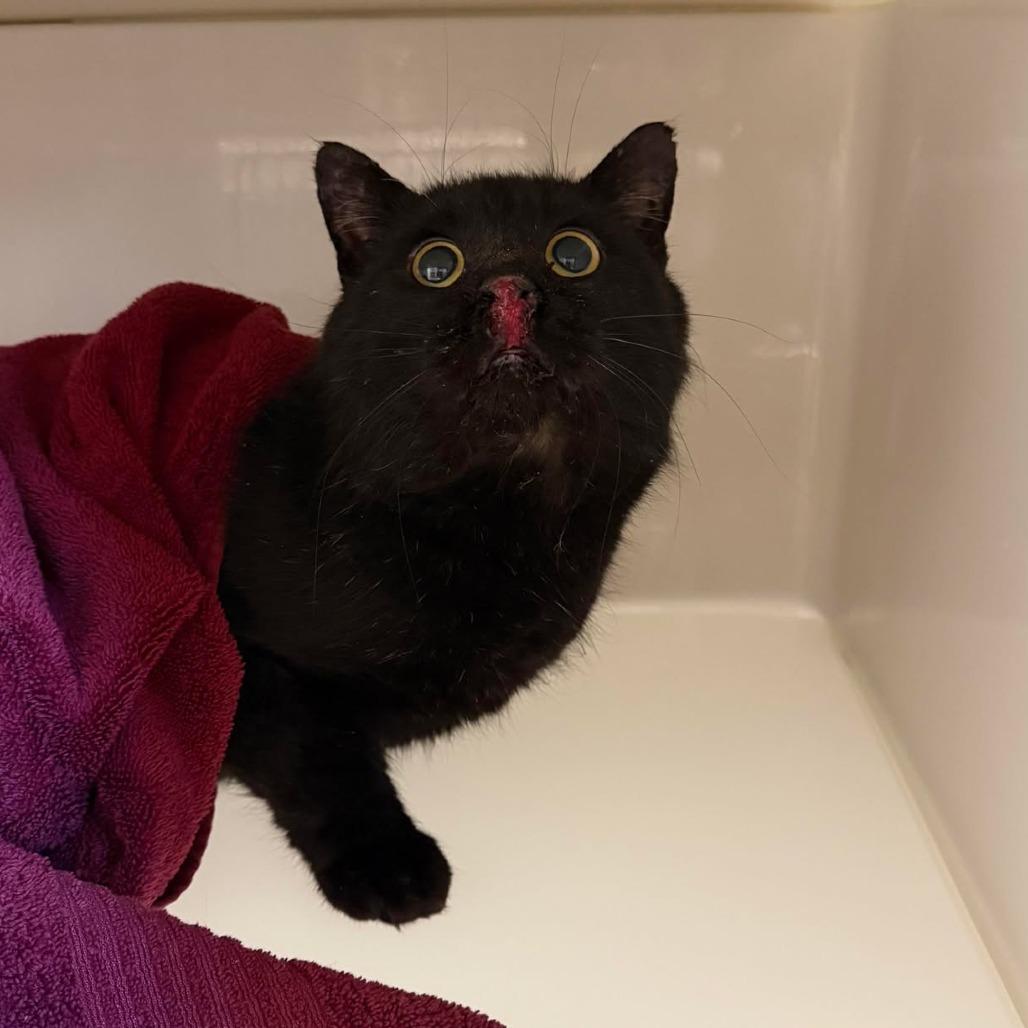 Enlarge Bumble, a Adoptable Domestic Short Hair in Rocky Mount, VA image 3/4