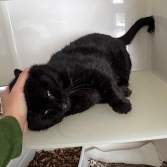 Enlarge Bumble, a Adoptable Domestic Short Hair in Rocky Mount, VA image 4/4