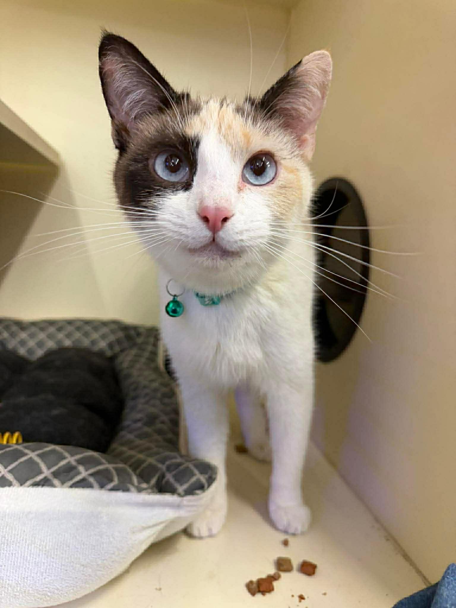 Enlarge Latte, an adopted mixed breed in Beckley, WV image 3/4