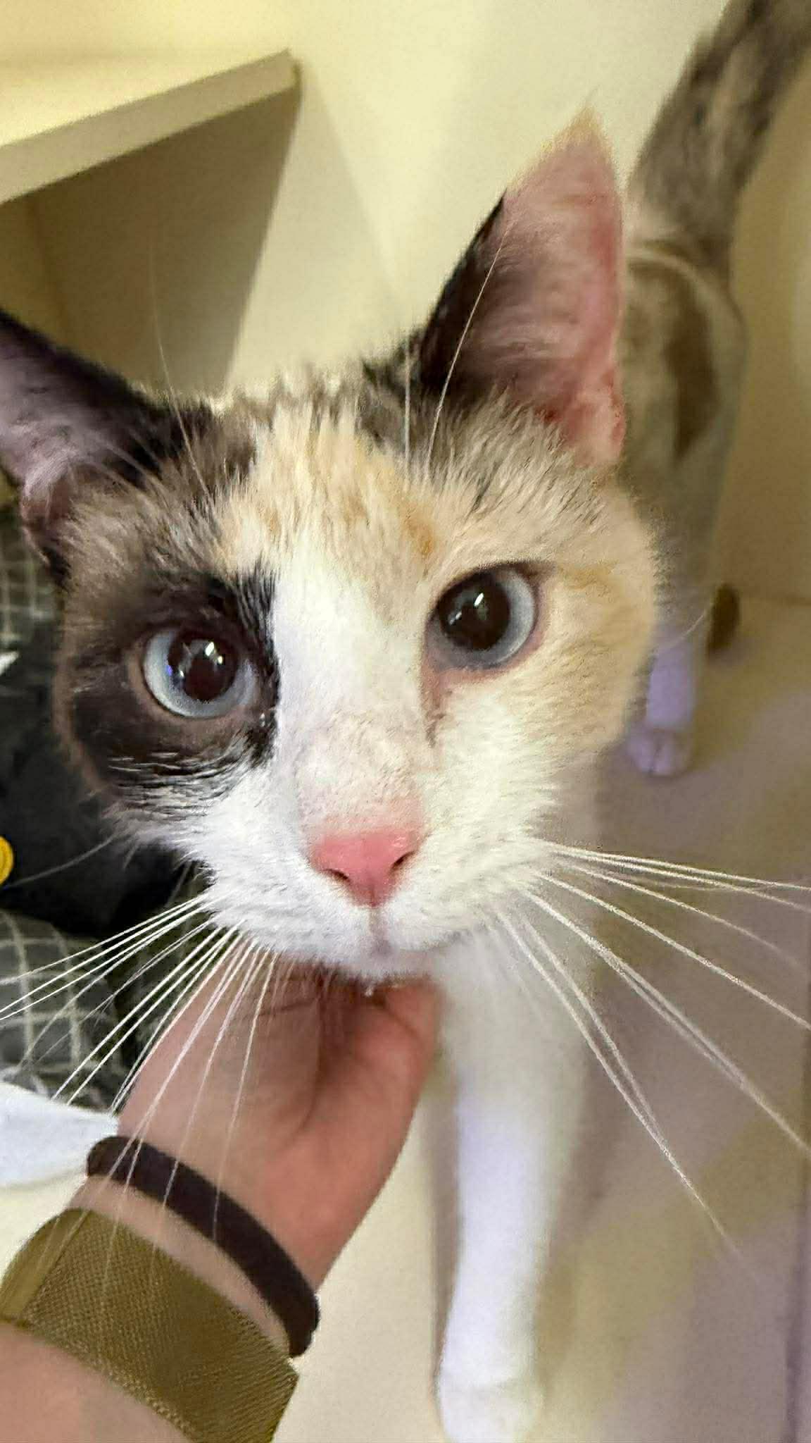 Enlarge Latte, an adopted mixed breed in Beckley, WV image 4/4