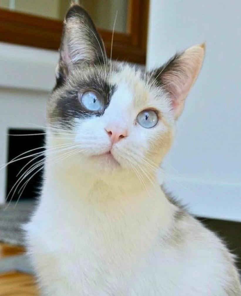 Latte, adopted, Young Female Siamese & Domestic Short Hair.