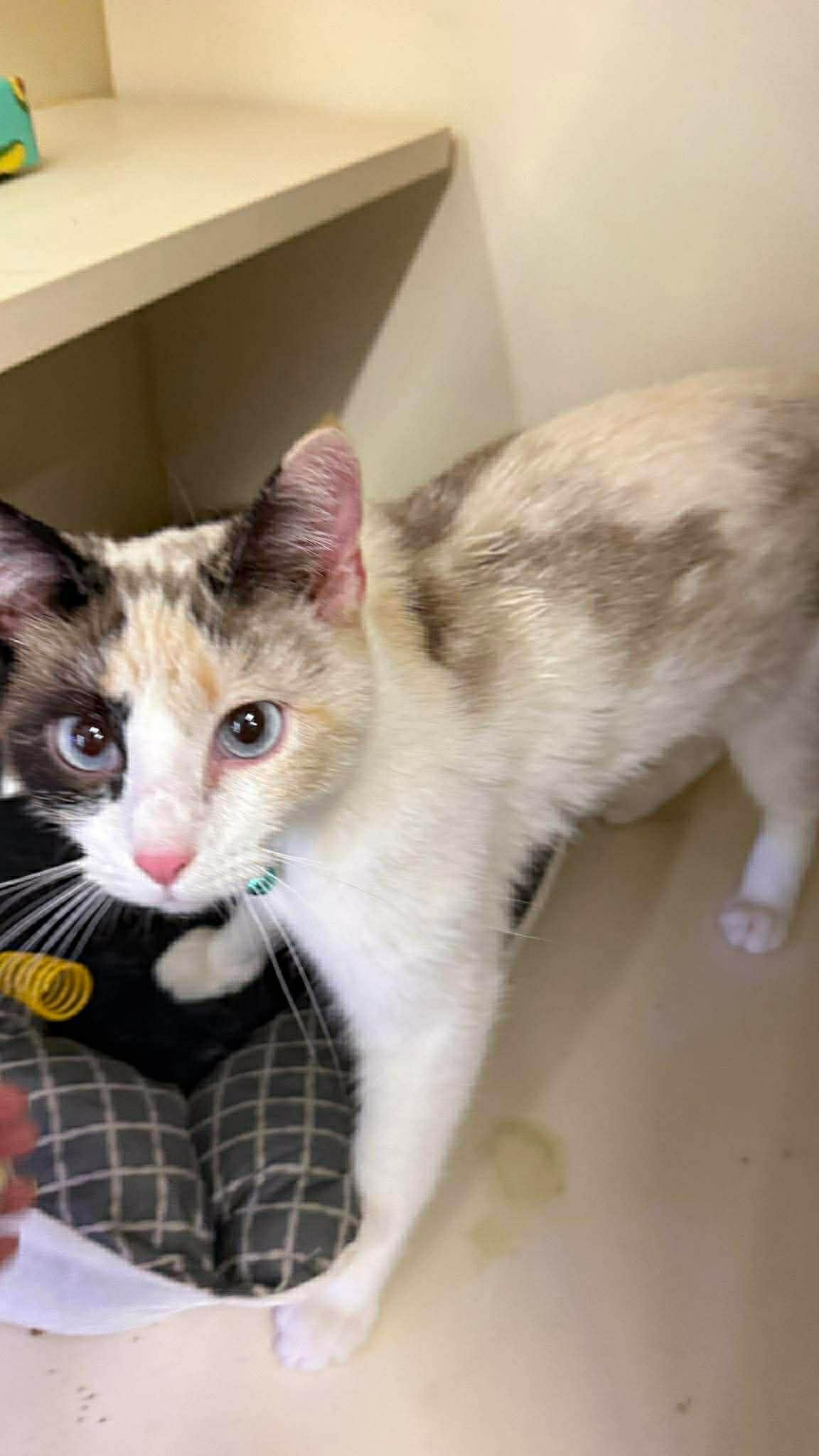Enlarge Latte, an adopted mixed breed in Beckley, WV image 2/4