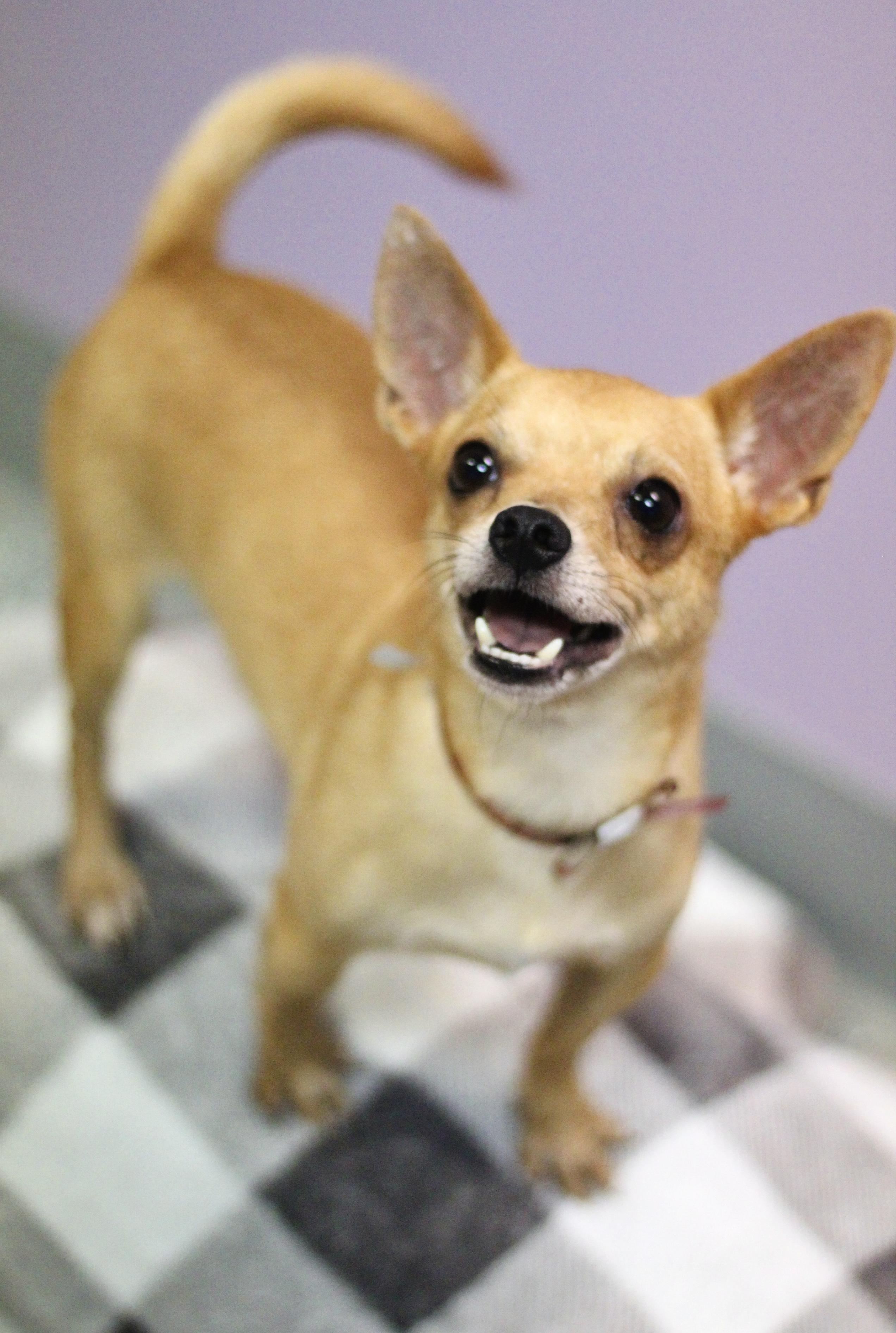 Enlarge Ruckus in NH. Come Meet our Adoptable Dogs Wednesday-Saturday. More info in Bio, a Adoptable mixed breed in Manchester, NH image 1/1