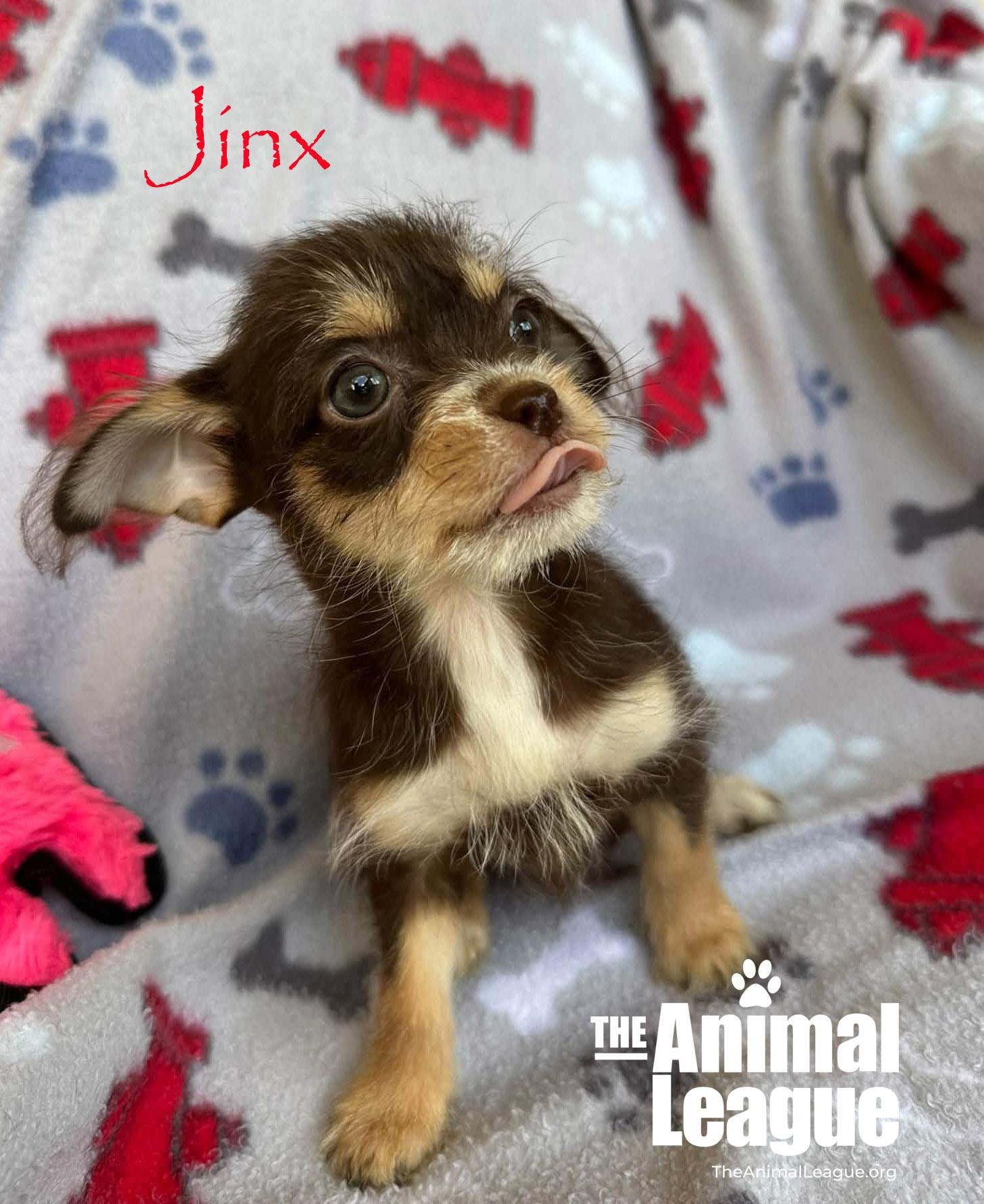 Enlarge Jinx, a Adopted mixed breed in Groveland, FL image 3/4