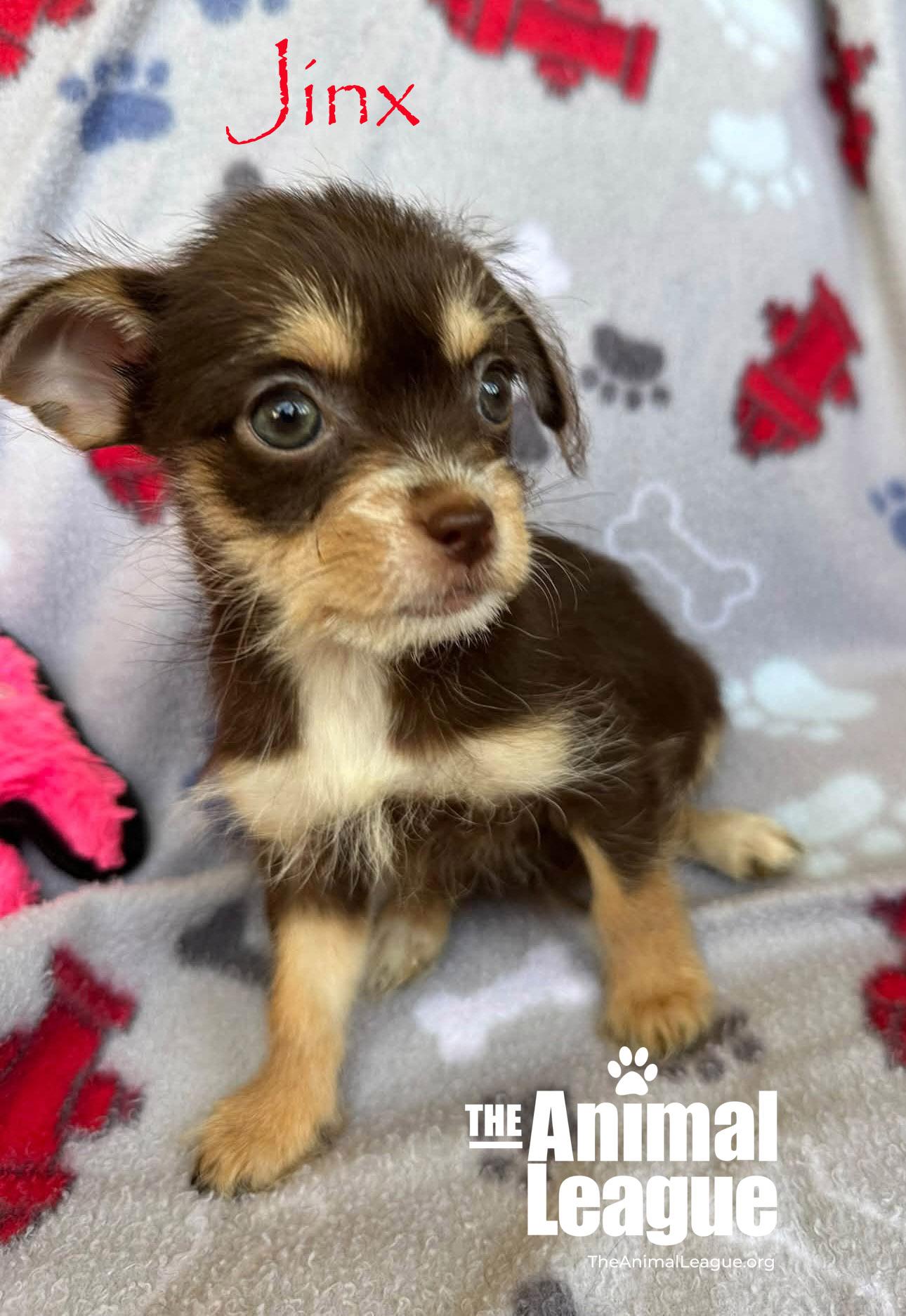 Enlarge Jinx, a Adopted mixed breed in Groveland, FL image 1/4