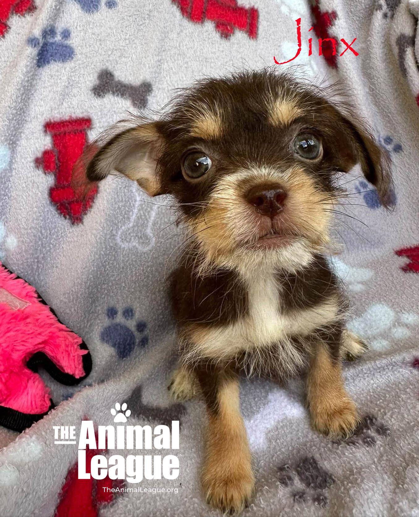 Enlarge Jinx, a Adopted mixed breed in Groveland, FL image 4/4