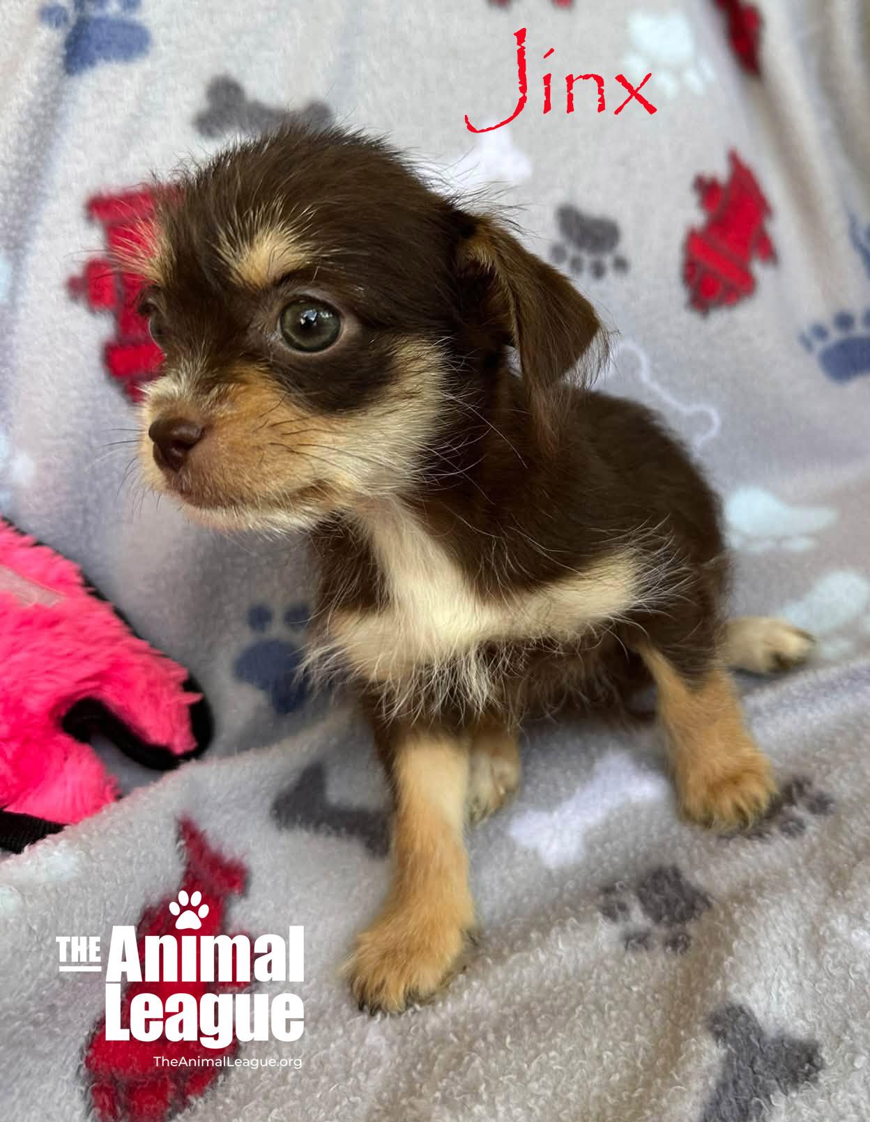 Enlarge Jinx, a Adopted mixed breed in Groveland, FL image 2/4