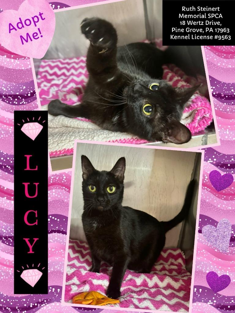 Enlarge Lucy, a Adoptable mixed breed in Pine Grove, PA image 1/1