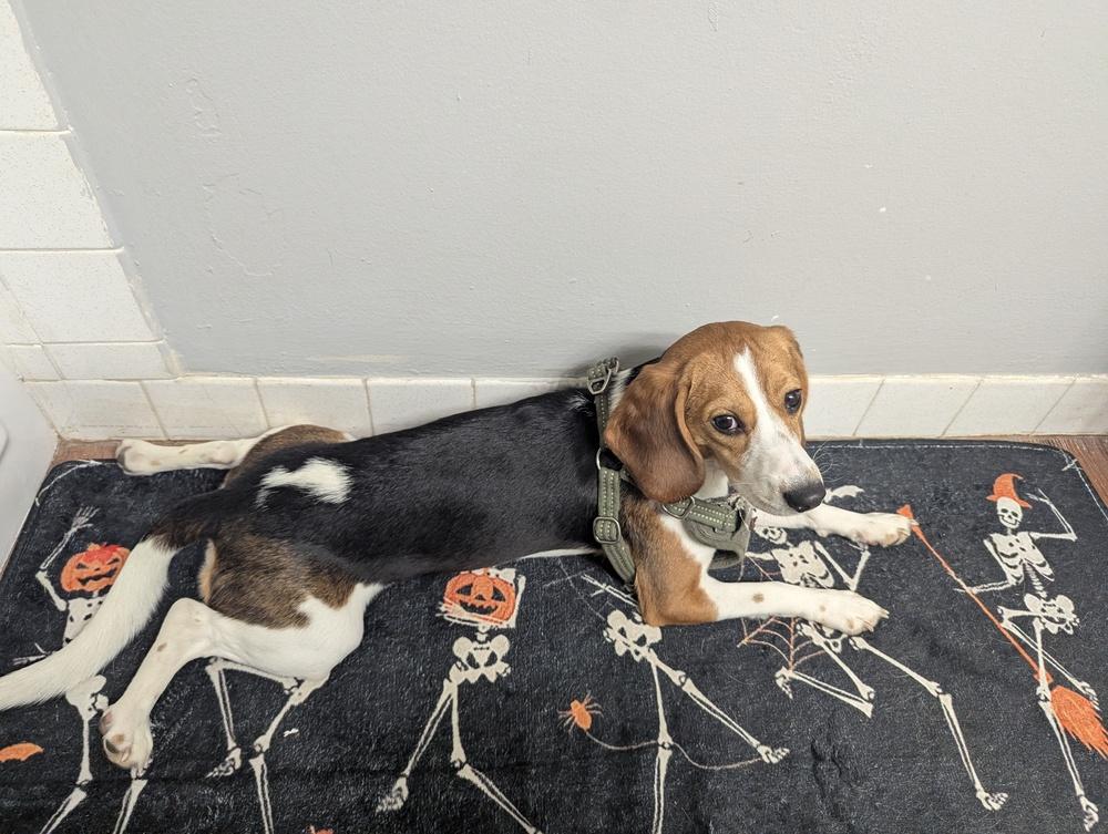 Enlarge Bean - adoption pending, a Adoptable Beagle in Shawnee Mission, KS image 2/3